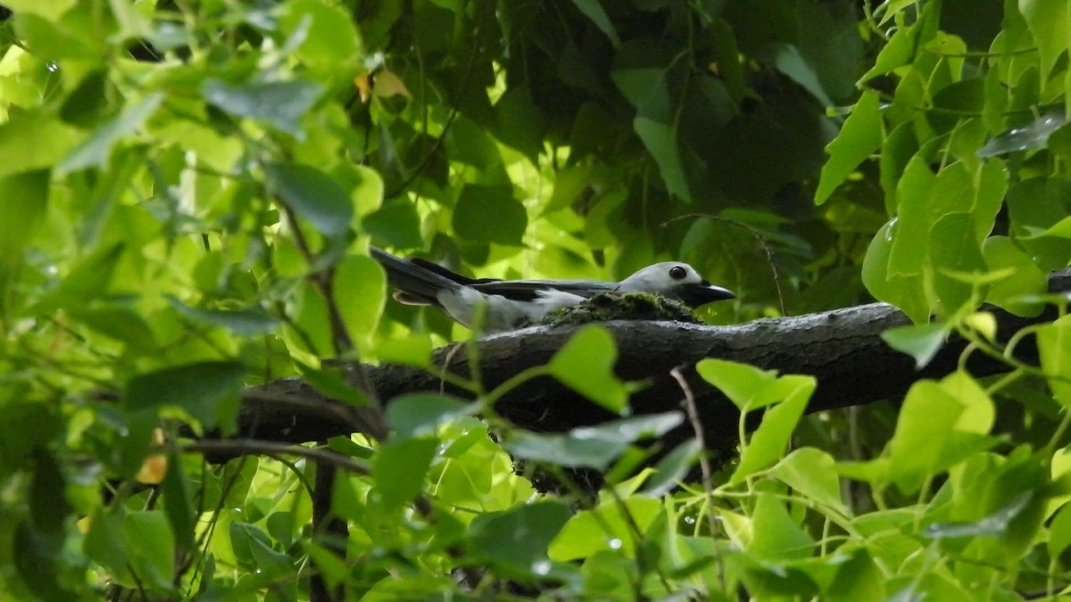 Ashy Drongo - ML638211977