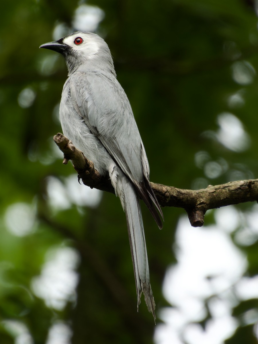Ashy Drongo - ML638211978