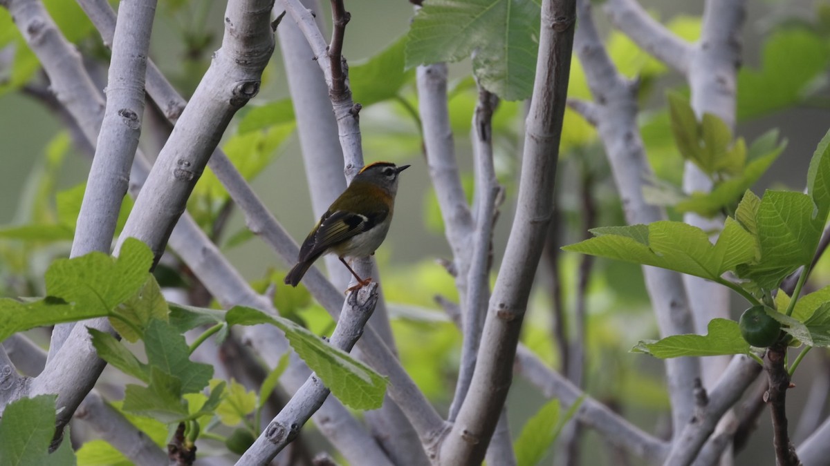 Madeira Firecrest - ML638212011