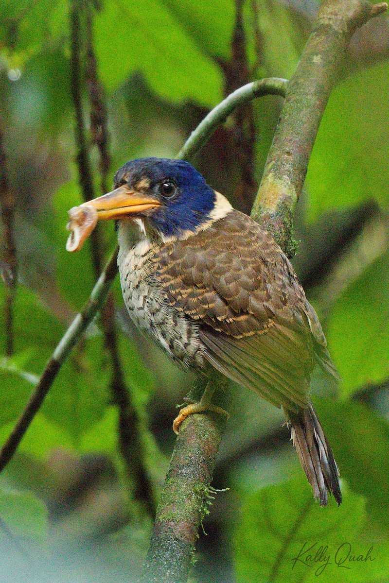 Scaly-breasted Kingfisher - ML638212015