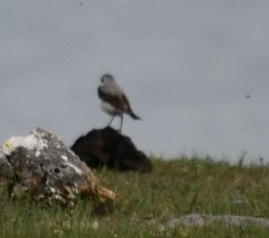 Northern Wheatear (Eurasian) - ML638212016
