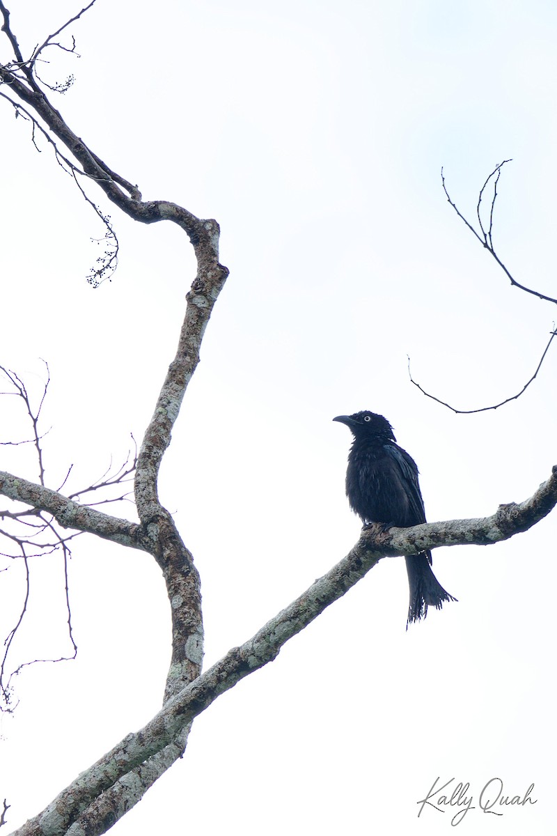 Hair-crested Drongo - ML638212017