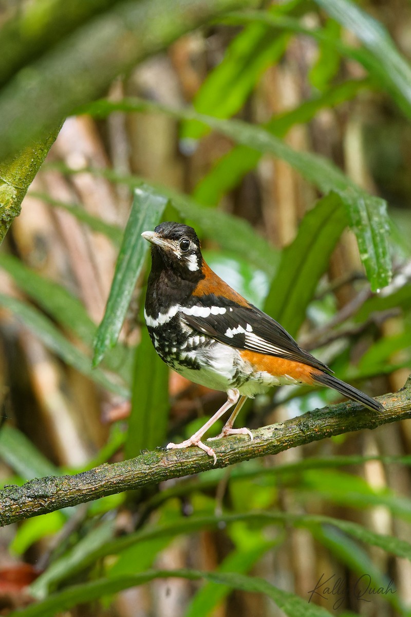 Rusty-backed Thrush - ML638212050