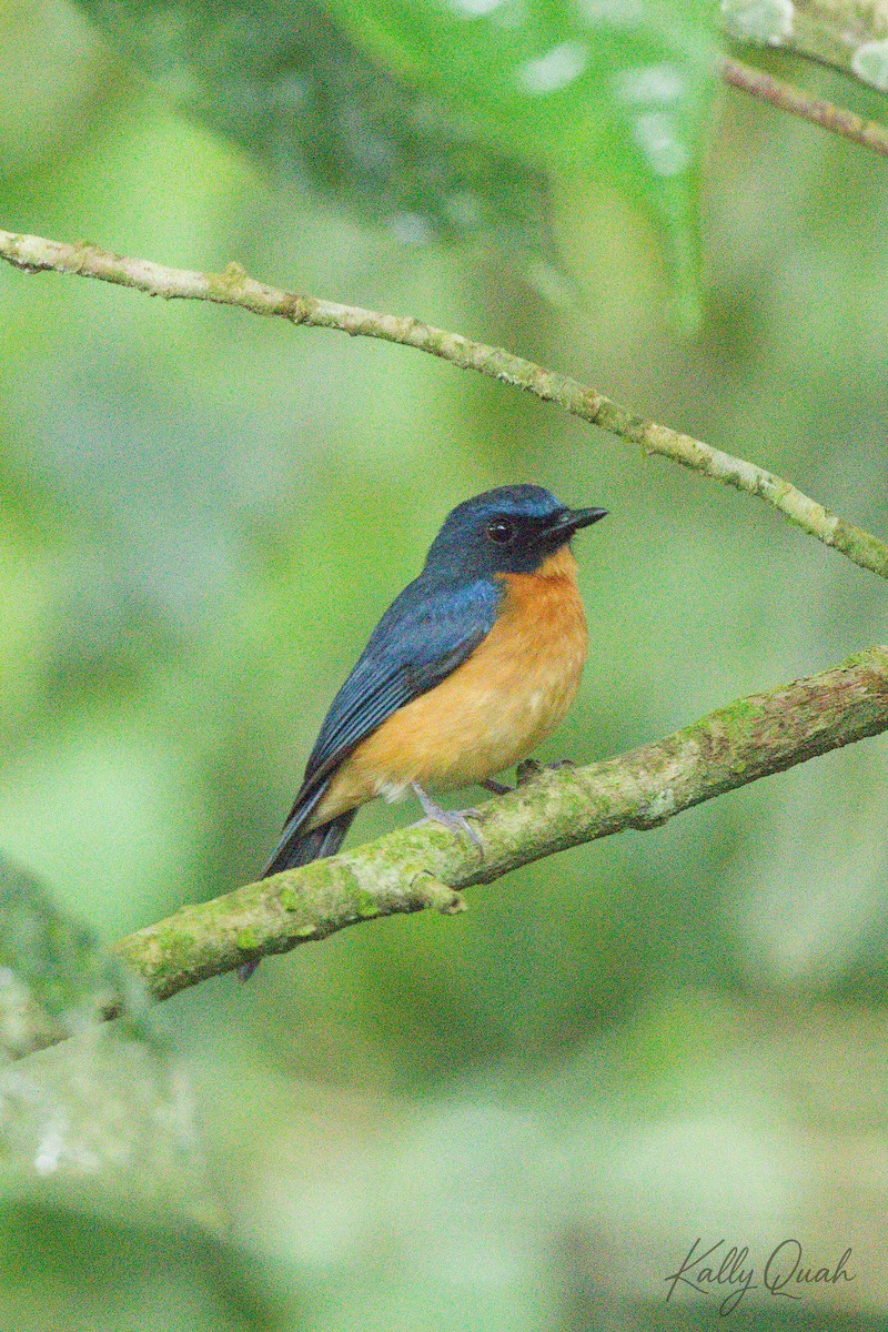Sulawesi Blue Flycatcher - ML638212056