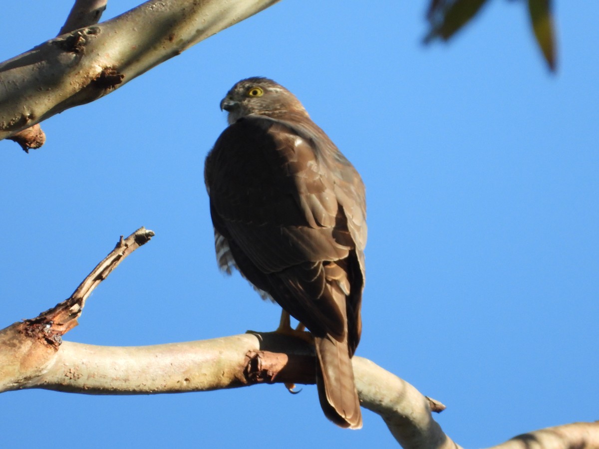 Collared Sparrowhawk - ML638212058