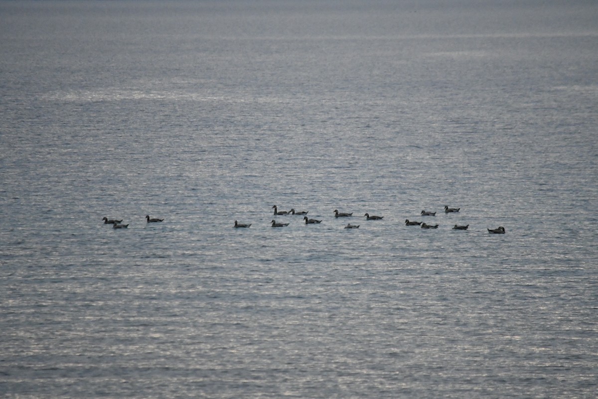 Bar-headed Goose - ML638212066