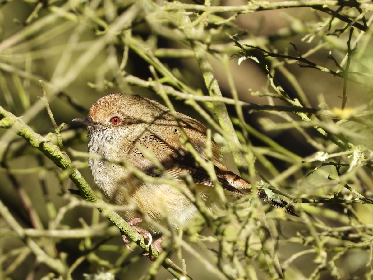 Brown Thornbill - ML638212069