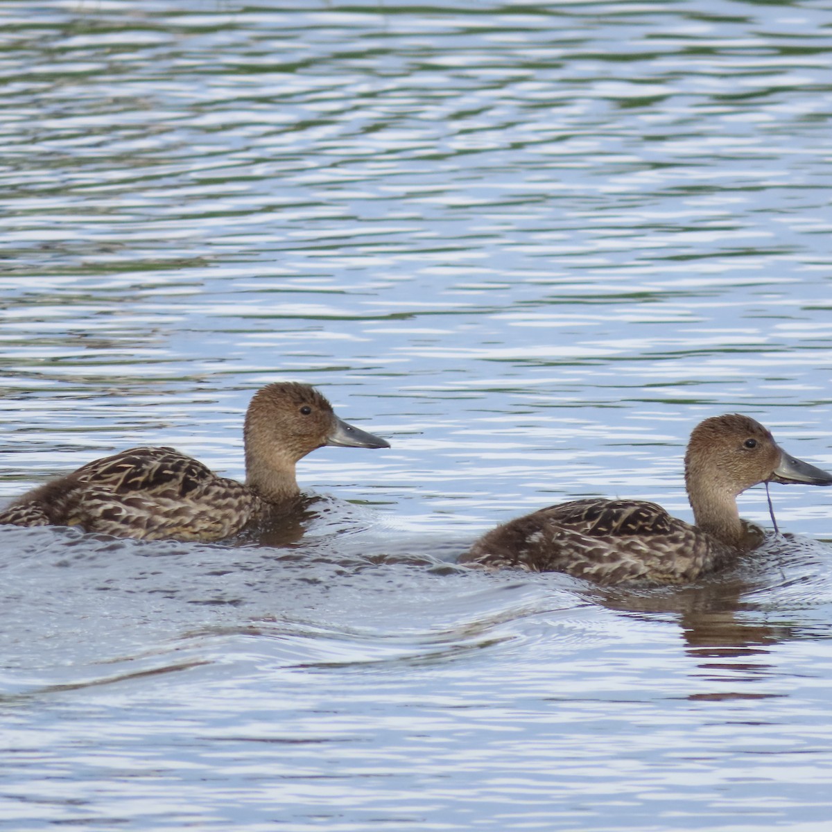 Northern Pintail - ML638212074