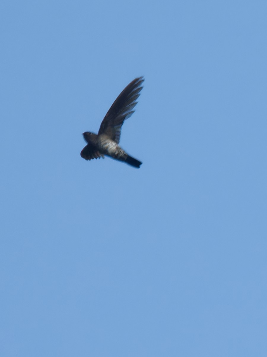 Plume-toed Swiftlet - ML638212076