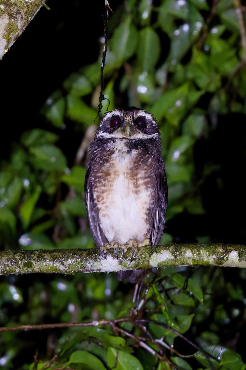 Speckled Boobook - ML638212080