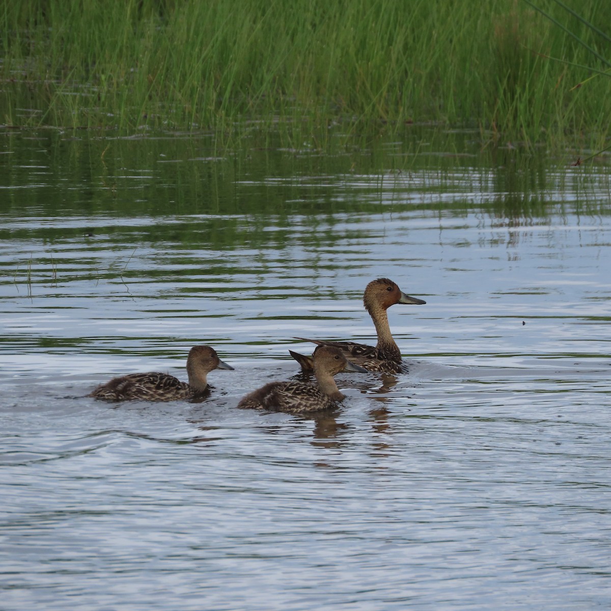 Northern Pintail - ML638212083