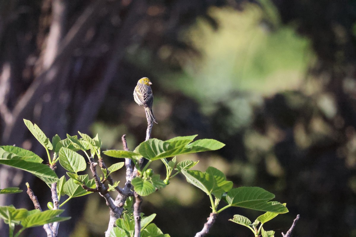 Island Canary - ML638212084