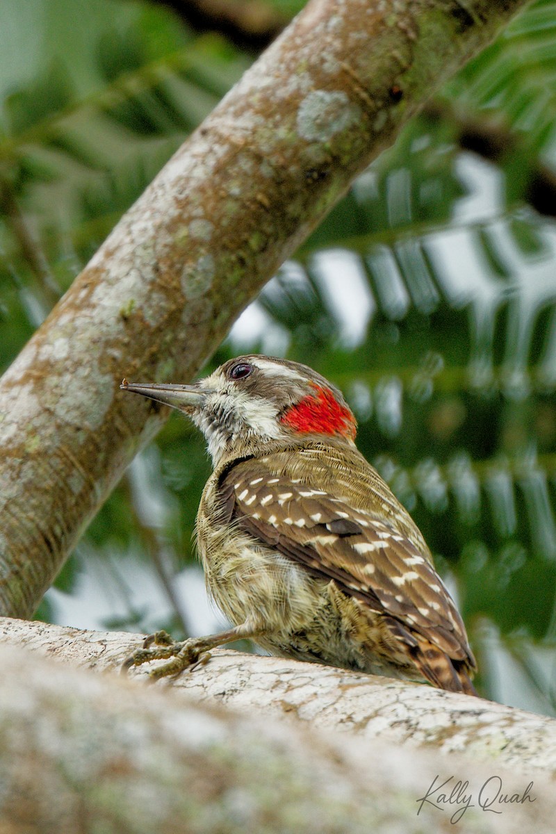 Sulawesi Pygmy Woodpecker - ML638212088