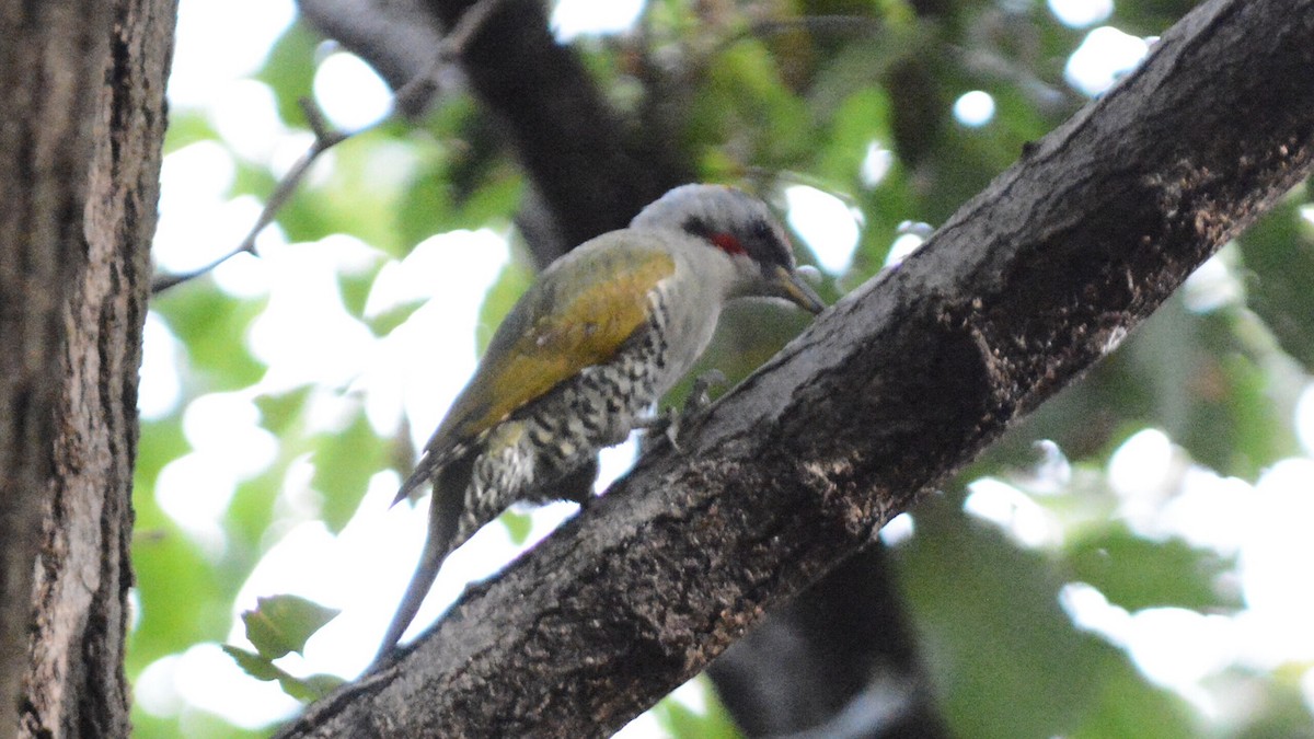 Japanese Woodpecker - ML638212089