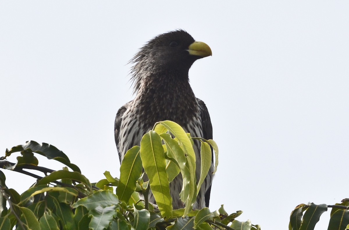Western Plantain-eater - ML638212091