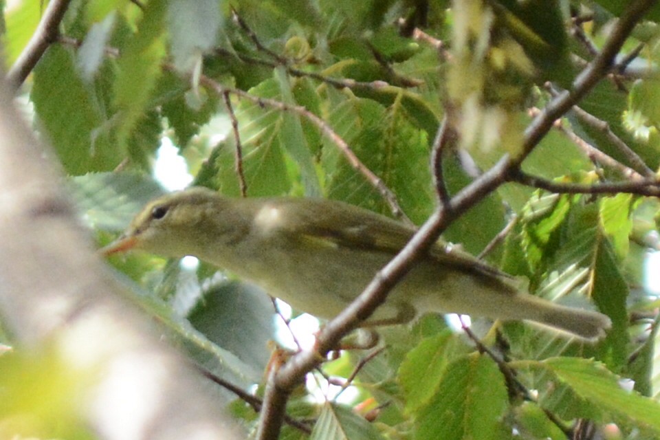 Japanese Leaf Warbler - ML638212096