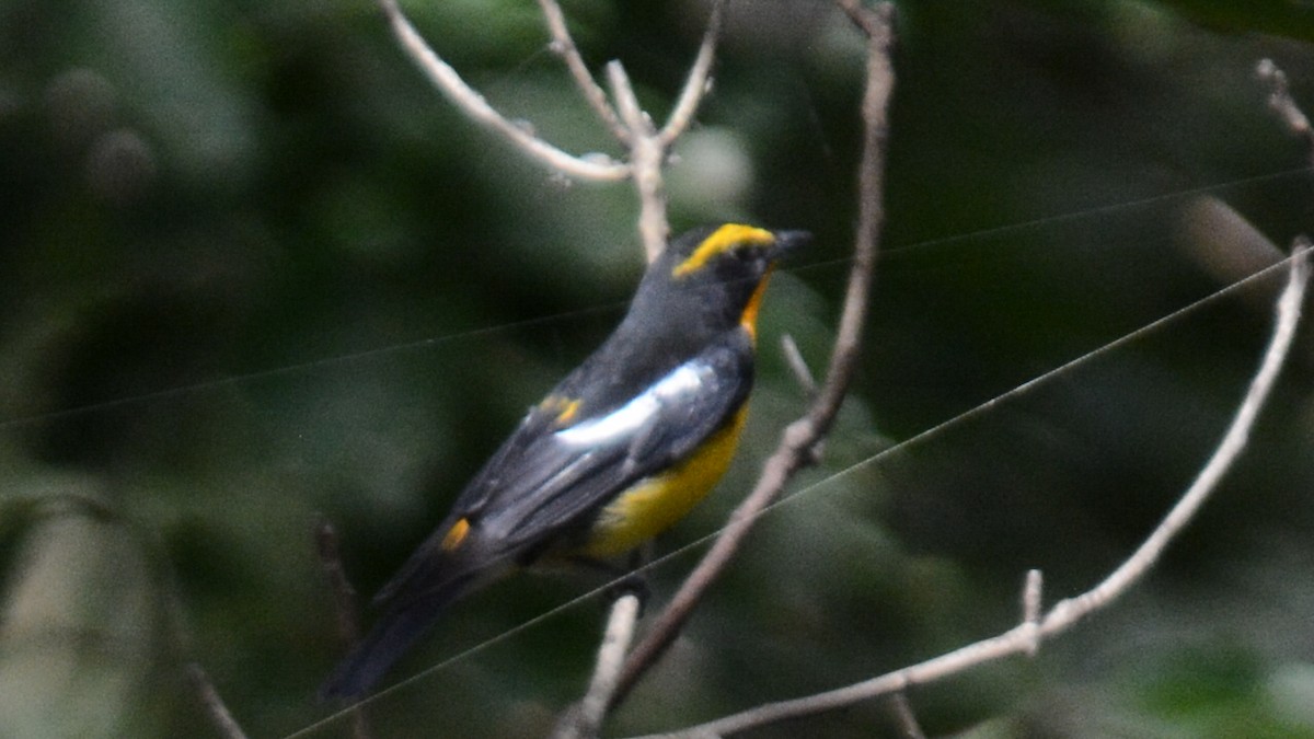 Narcissus Flycatcher - ML638212097