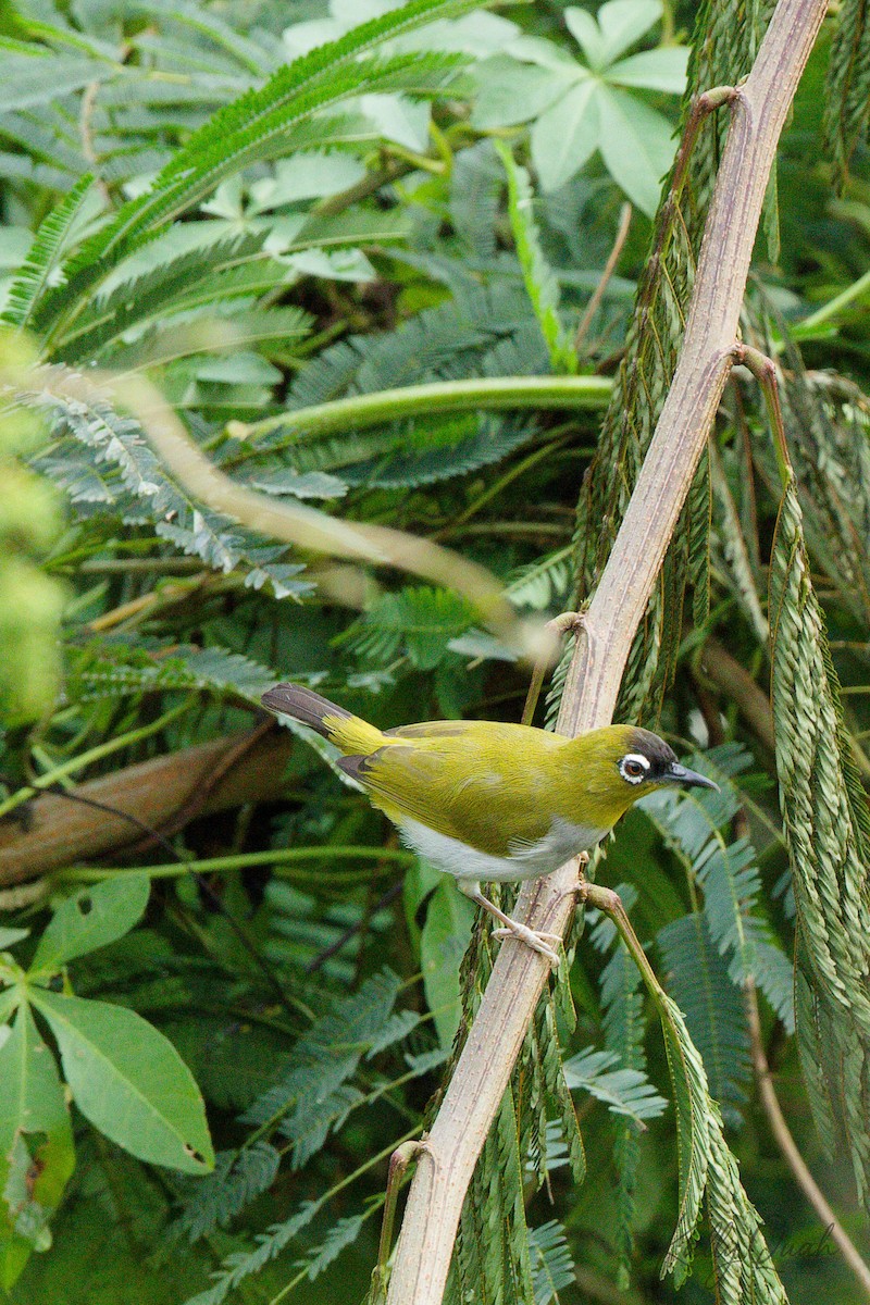 Black-crowned White-eye - ML638212099