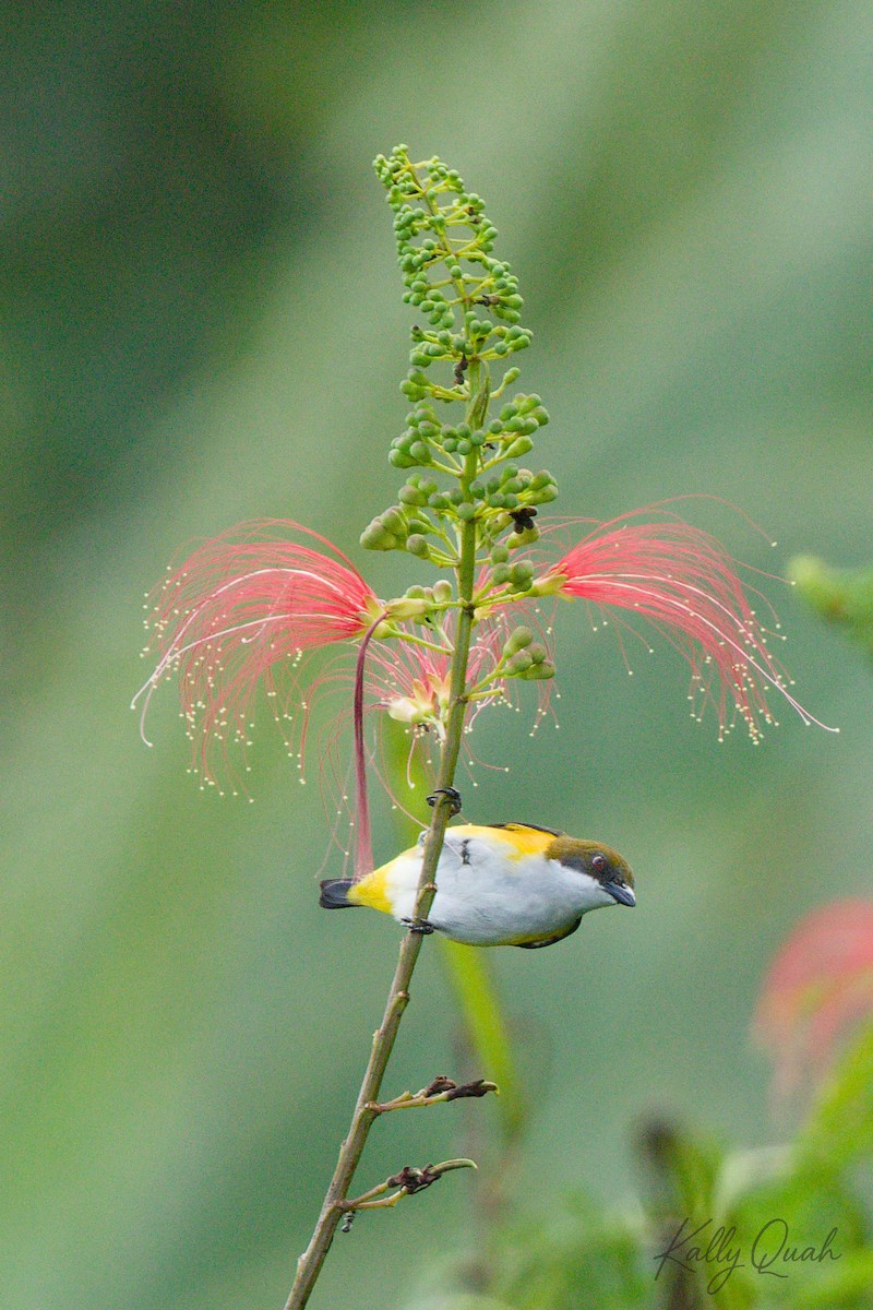 Yellow-sided Flowerpecker - ML638212102
