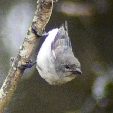 Mistletoebird - ML638212105