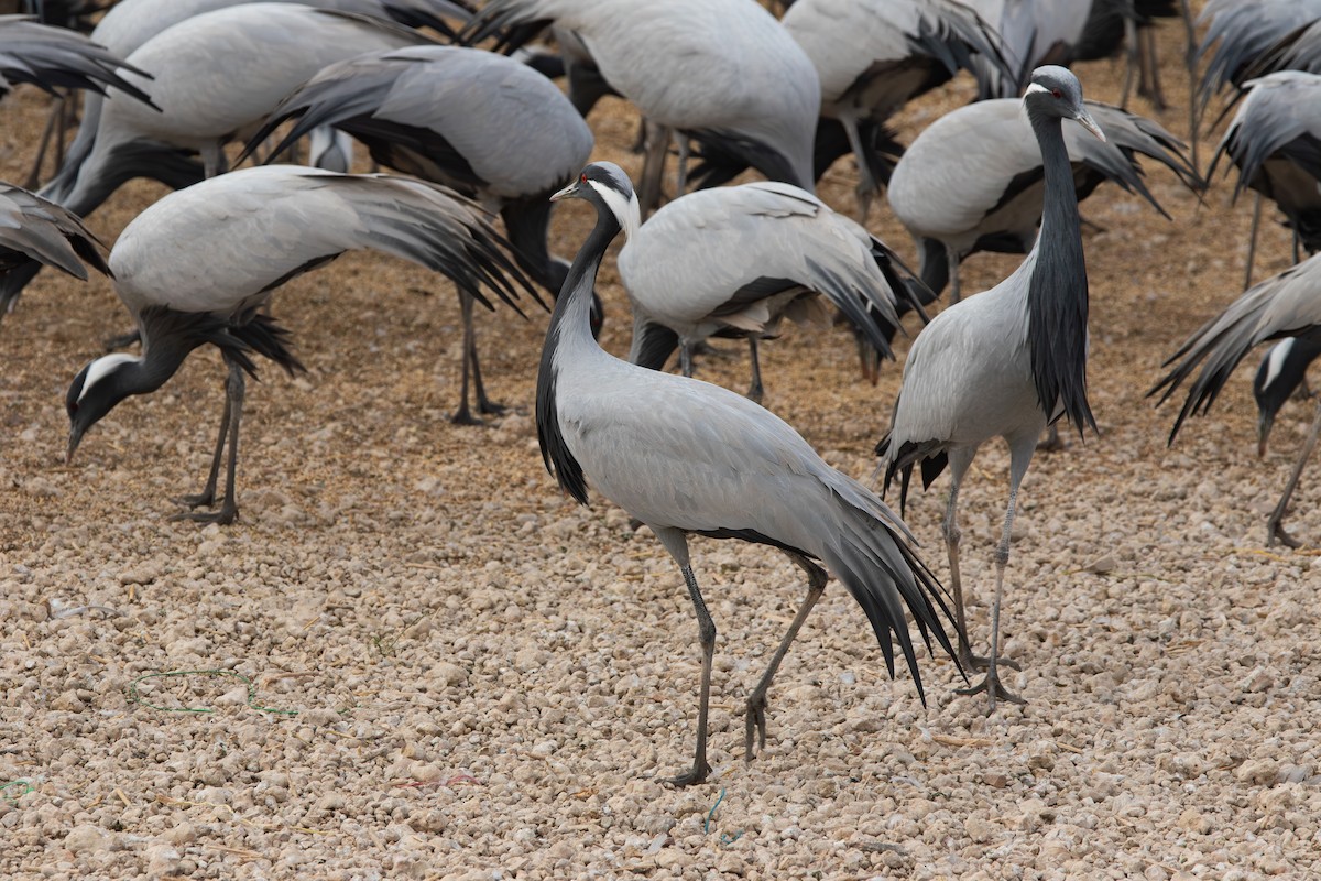 Demoiselle Crane - ML638212114