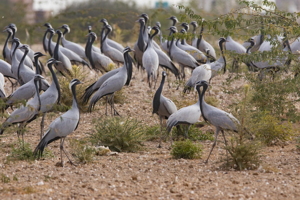 Demoiselle Crane - ML638212115