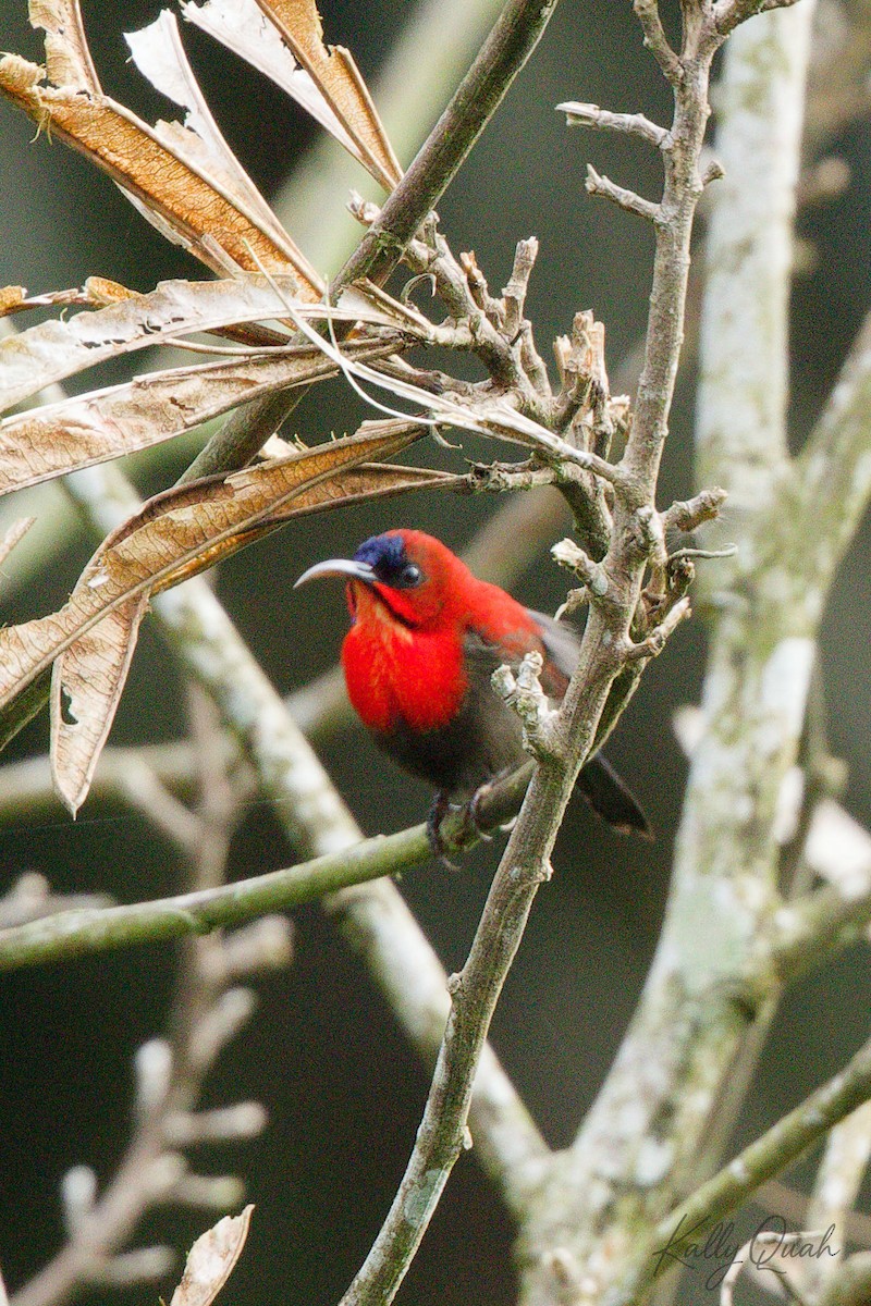 Crimson Sunbird - ML638212125