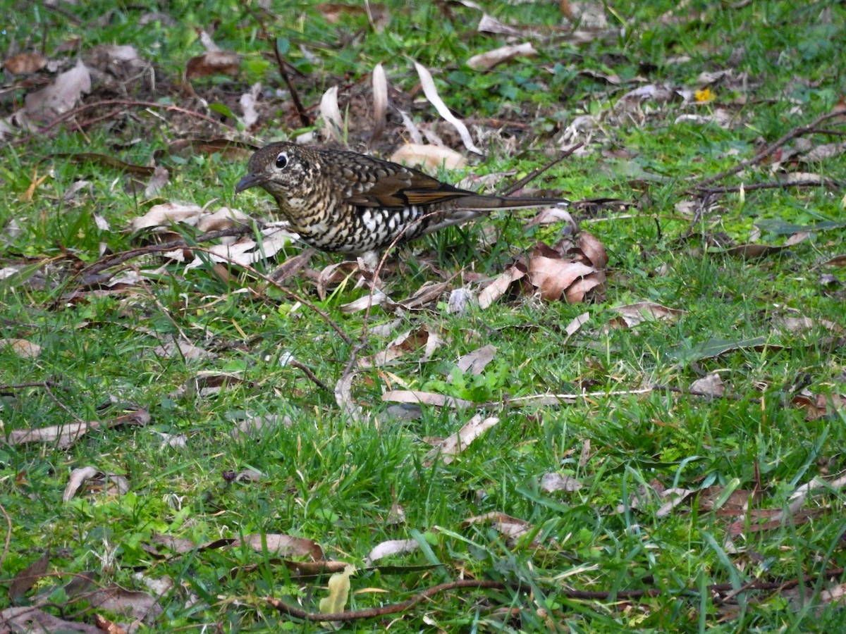 Bassian Thrush - ML638212139