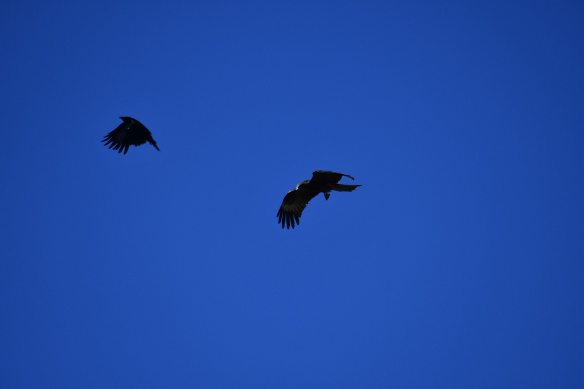 Black Kite (Black-eared) - ML638212150