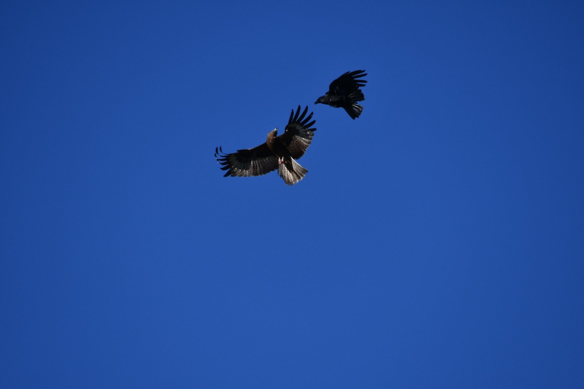 Black Kite (Black-eared) - ML638212151