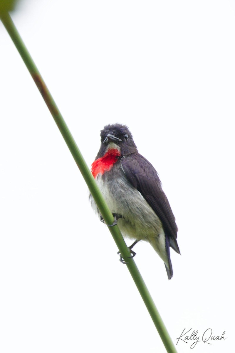 Gray-sided Flowerpecker - ML638212152