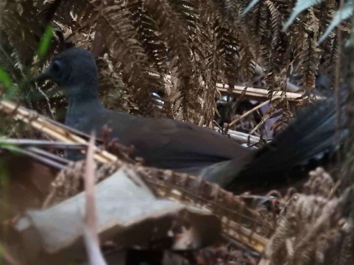 Superb Lyrebird - ML638212158
