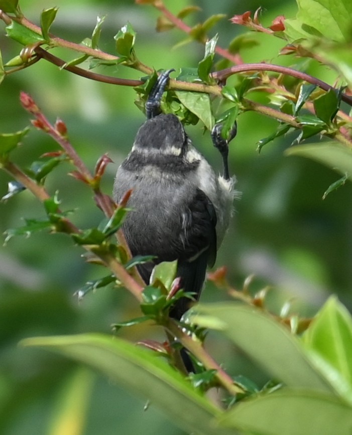 Eurasian Blue Tit - ML638212168