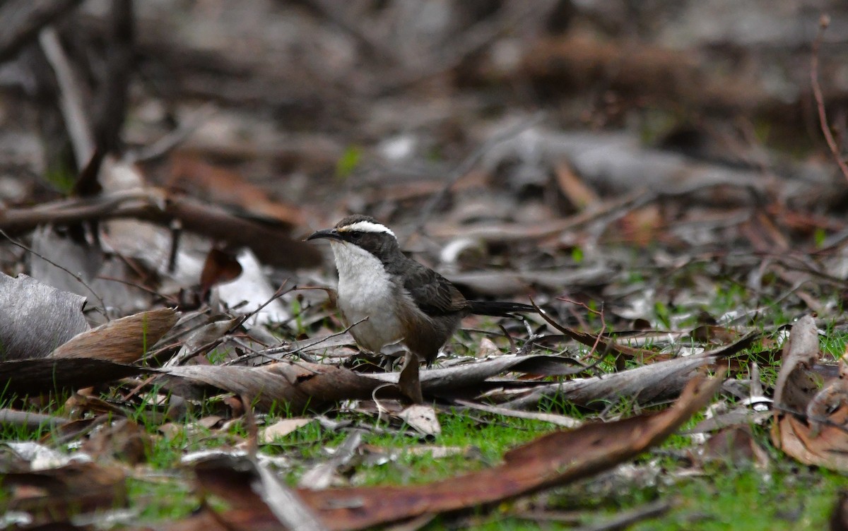 White-browed Babbler - ML638212170