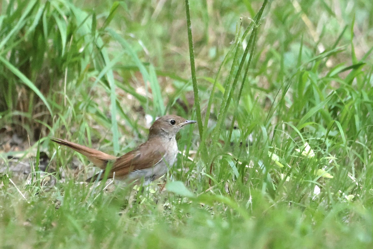 Common Nightingale - ML638212172