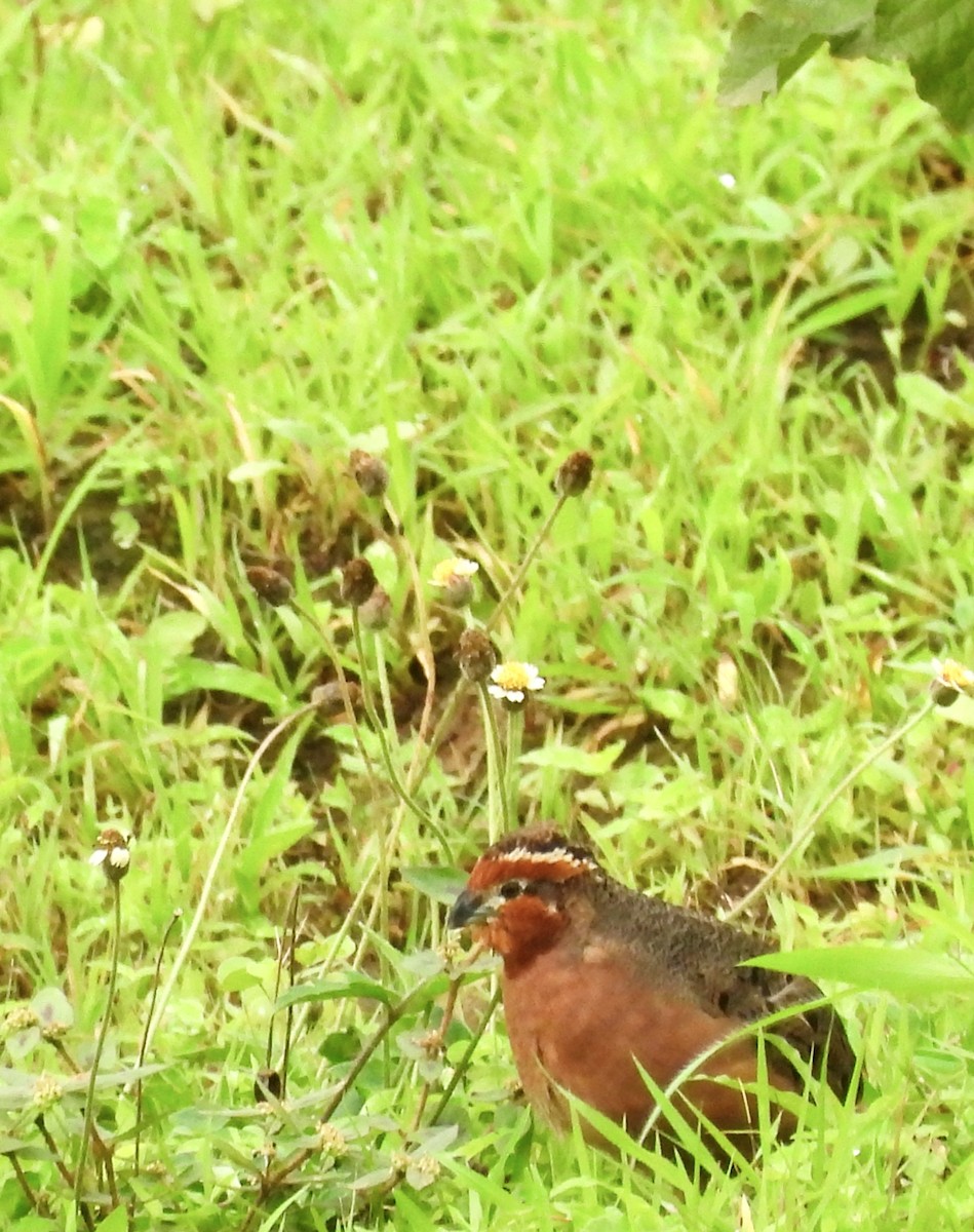 Jungle Bush-Quail - ML638212178