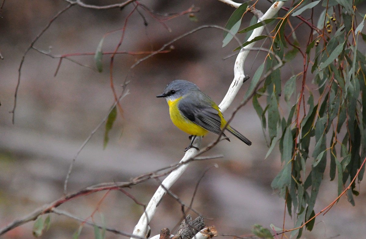 Eastern Yellow Robin - ML638212185