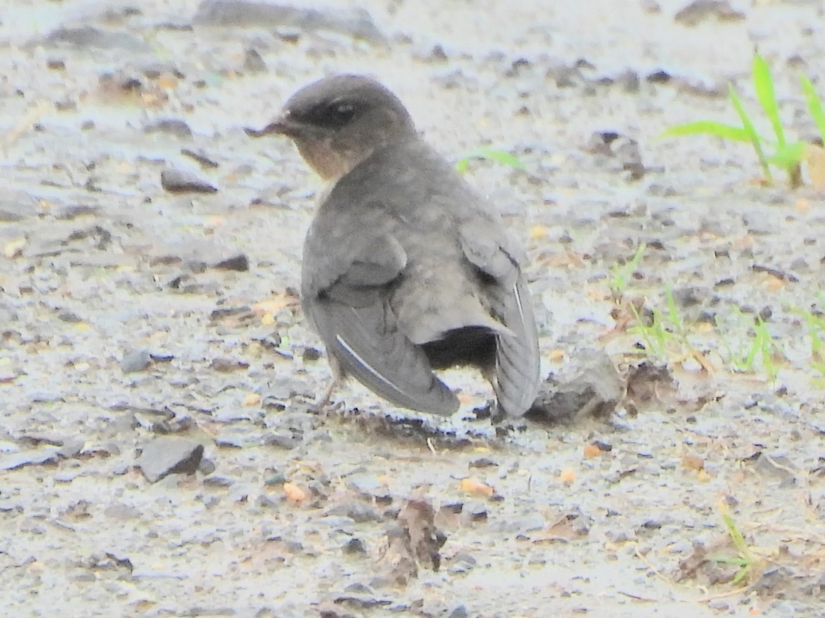 Dusky Crag-Martin - ML638212204