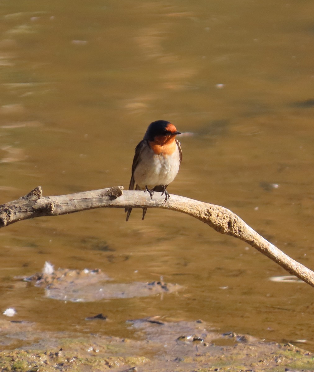 Welcome Swallow - ML638212208
