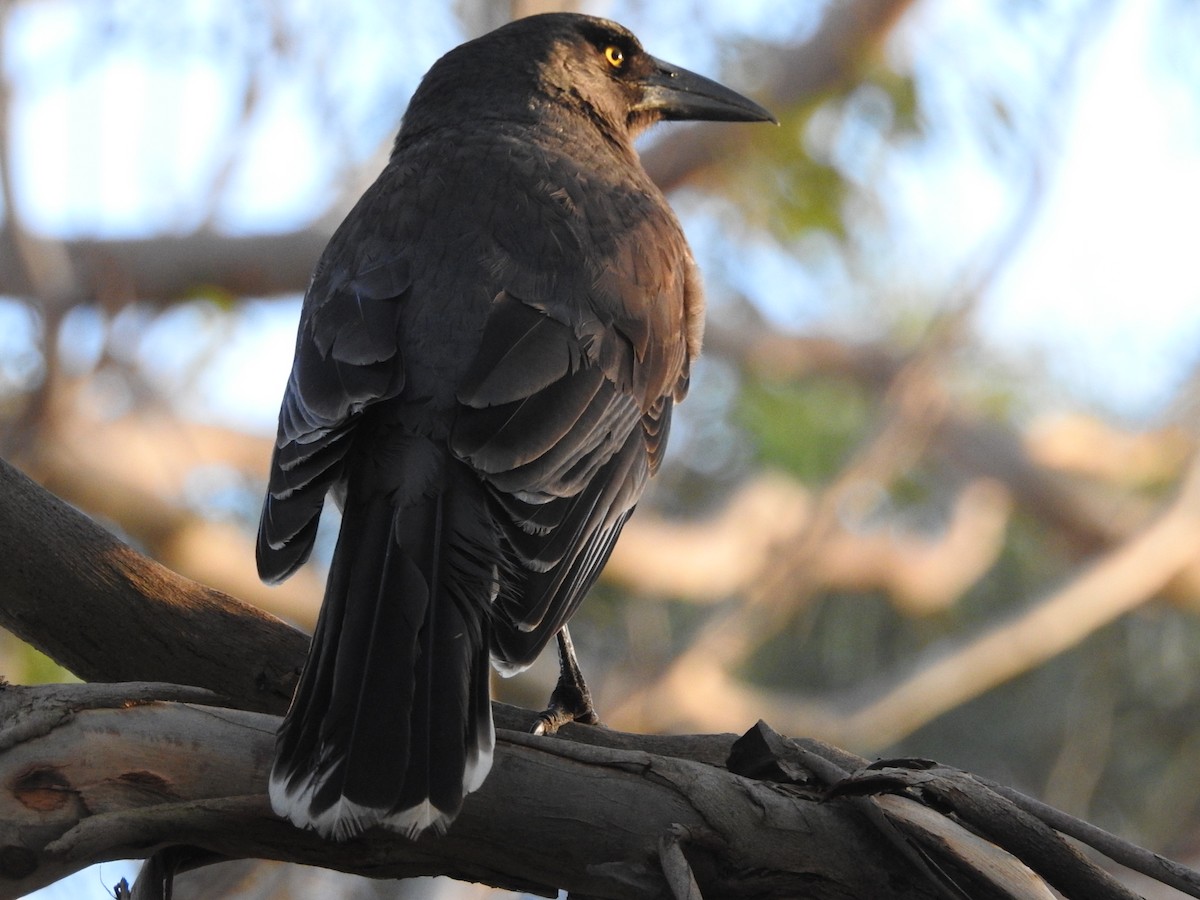 Gray Currawong - ML638212212