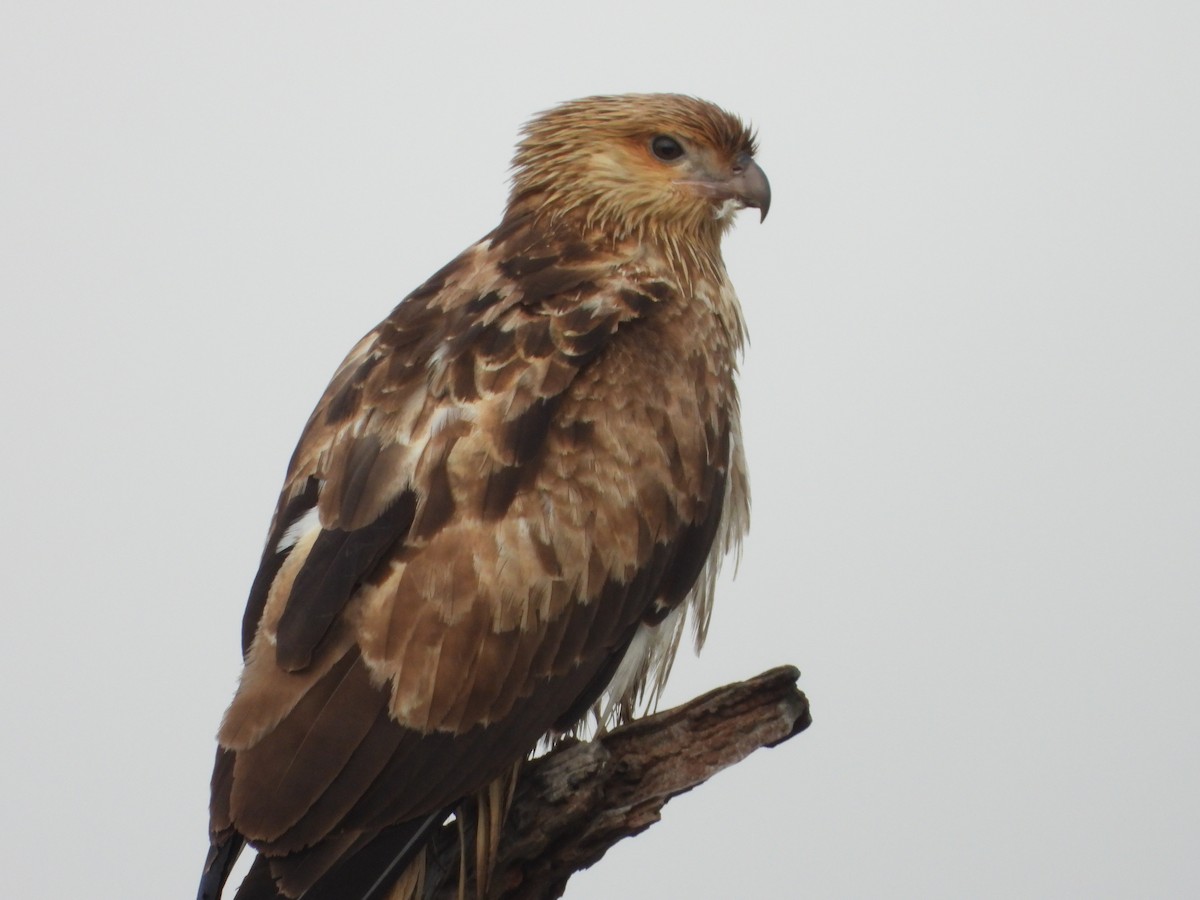 Whistling Kite - ML638212217