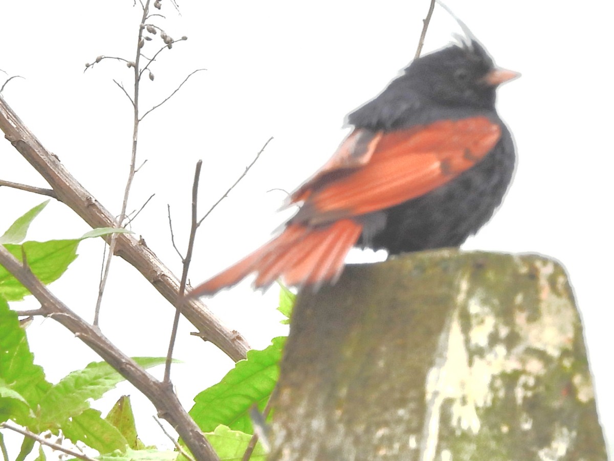 Crested Bunting - ML638212224