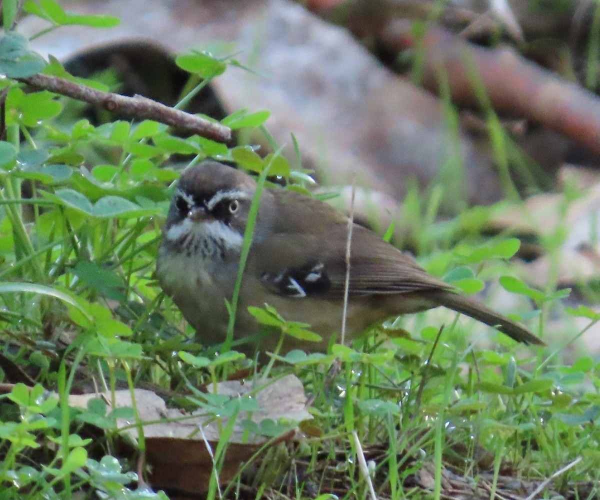 White-browed Scrubwren - ML638212227