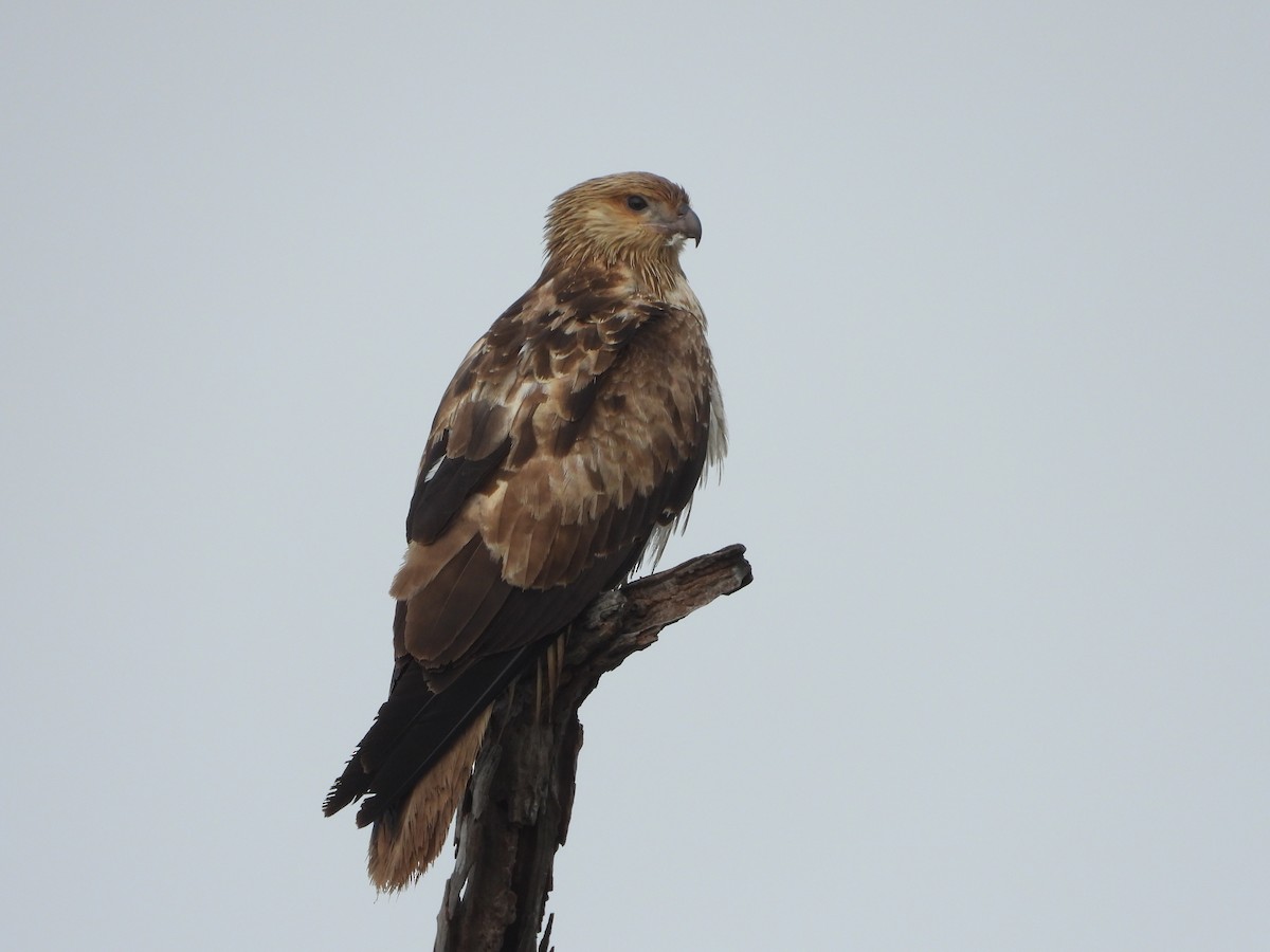 Whistling Kite - ML638212230