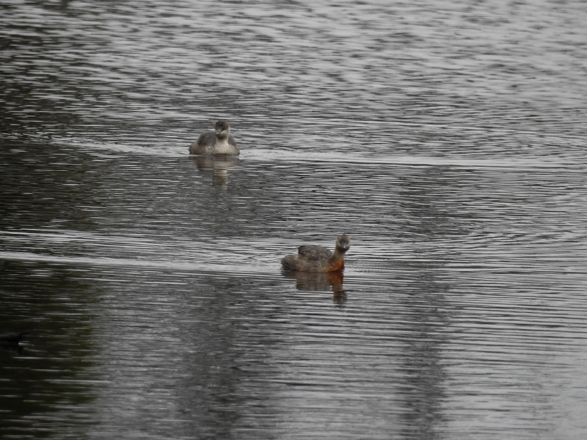 Hoary-headed Grebe - ML638212238