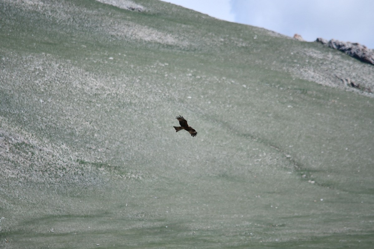 Black Kite (Black-eared) - ML638212244