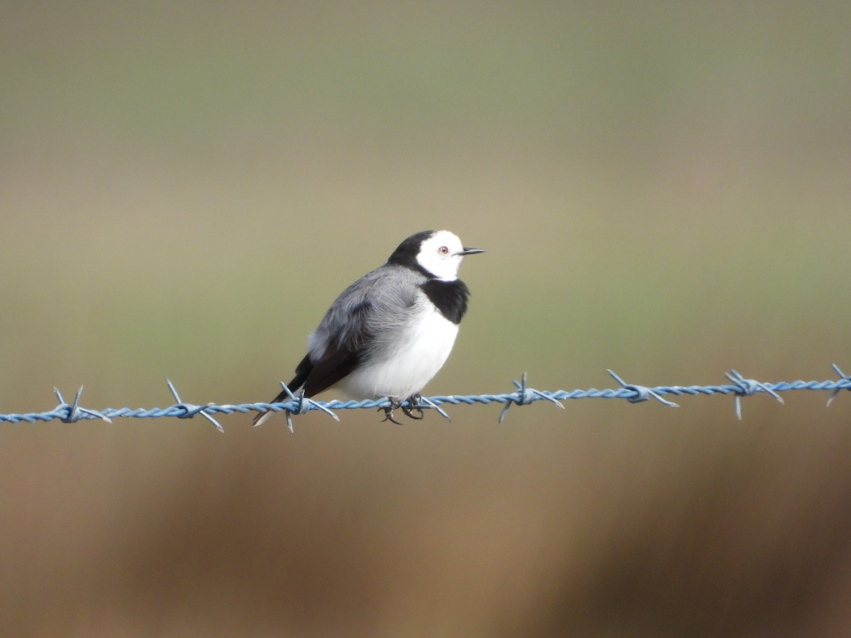 White-fronted Chat - ML638212252