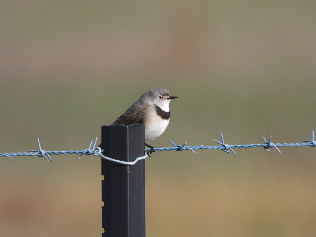 White-fronted Chat - ML638212258