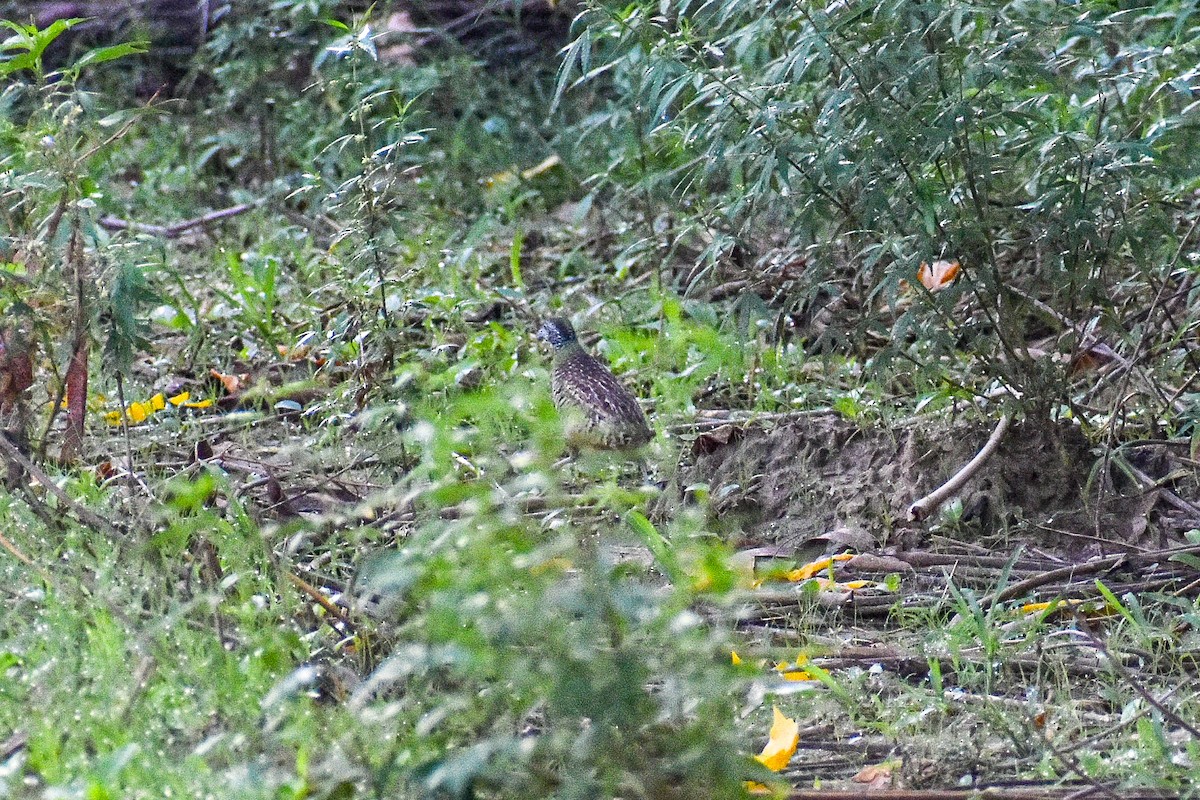 Barred Buttonquail - ML638212265