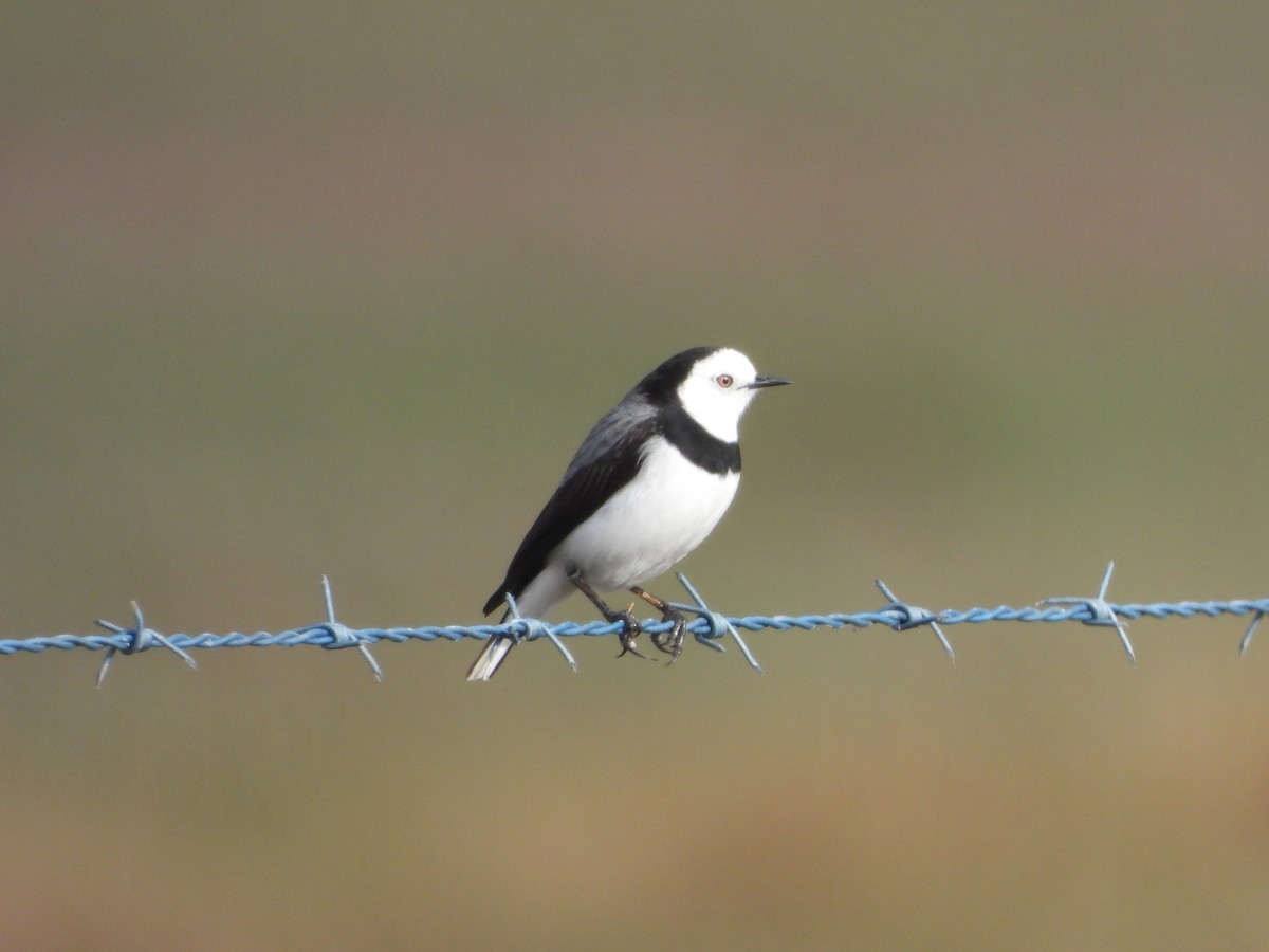 White-fronted Chat - ML638212268